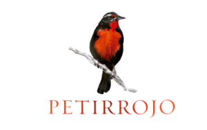 petirrojo